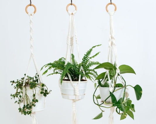 Macrame Plant Hangers with Madalyn | Ages 12+